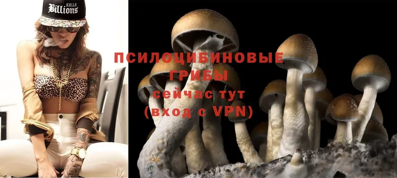 это клад  Красноперекопск  Псилоцибиновые грибы MAGIC MUSHROOMS 